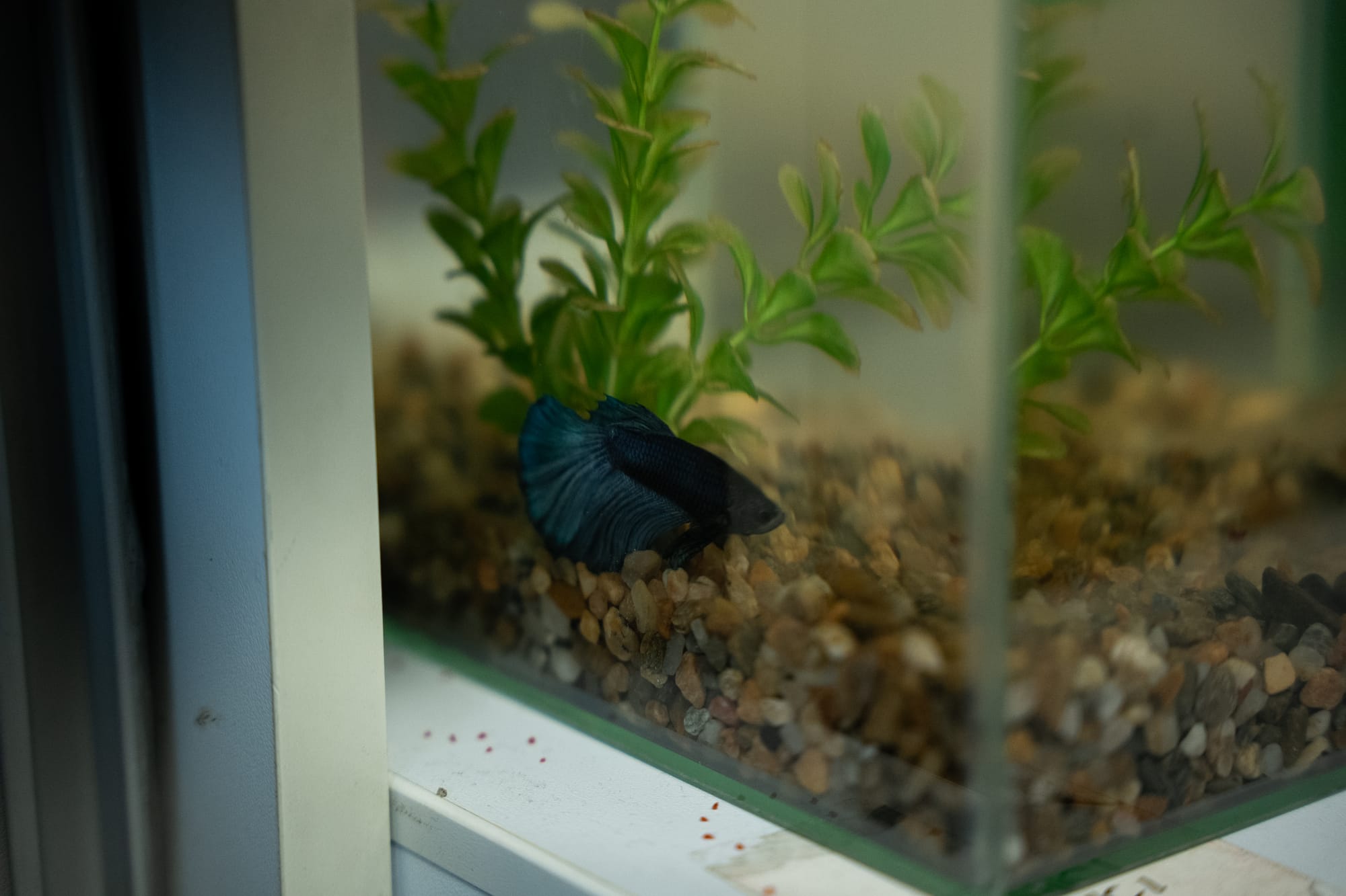 Fish